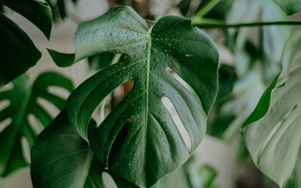 A glistening green houseplant.