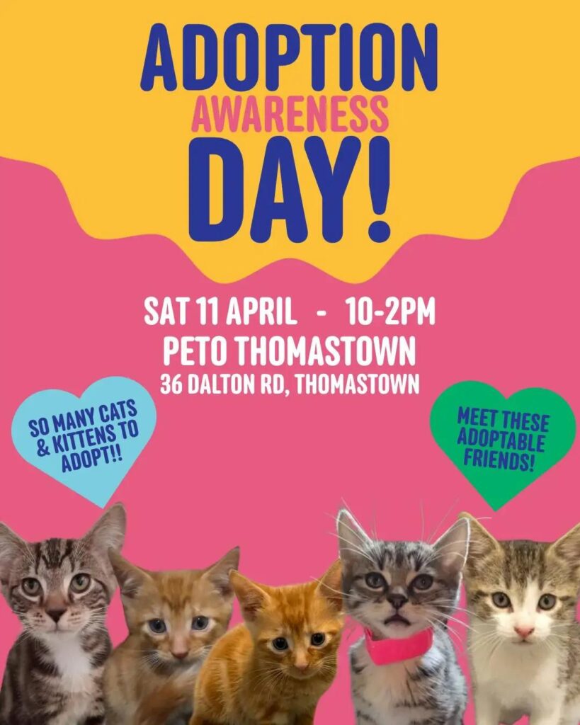 So many kitties needing homes for anyone thinking about adopting!