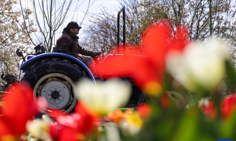 A gardener works during a spring flower exhibition at the Volcji Potok Arboretum near Kamnik, Slovenia, April 3, 2026. (Photo by Zeljko Stevanic/Xinhua)
