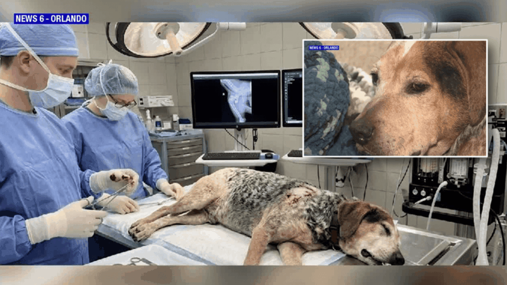Family says their dog was abducted before scammers used AI photos for extortion station icon