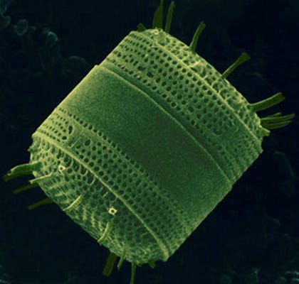 Centric diatom phytoplankton. Now imagine it obese