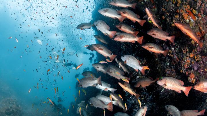 Fish are shrinking due to overfishing and climate change, study warns