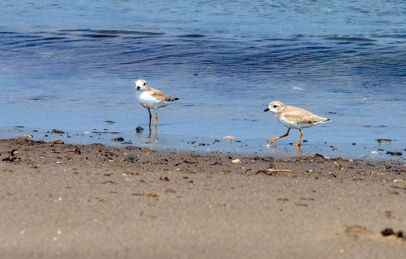 In 2024, Environment Canada’s Canadian Wildlife Service counted roughly 190 piping plover pairs across Atlantic Canada and Quebec, which 40 of those in New Brunswick. The goal set by the federal agency is to see 310 pairs in the region and 105 of those being in New Brunswick. Pictured are two adult piping plovers at the Nature Conservancy of New Brunswick's Point Escuminac Nature Reserve. 
