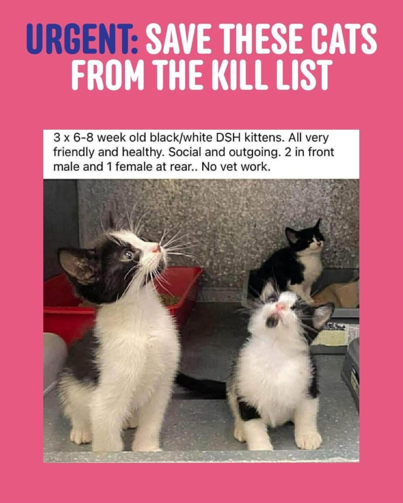 Kitten foster carers urgently needed