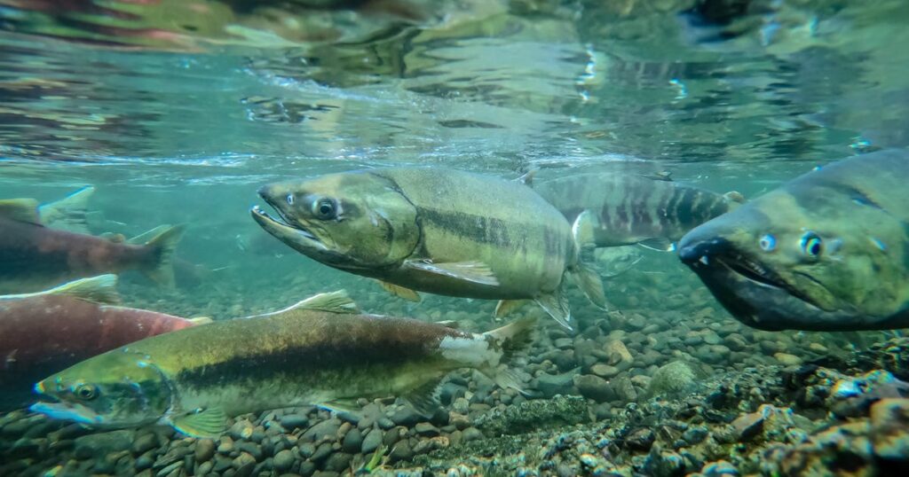 Cocaine in Water Makes Baby Salmon Dance All Night