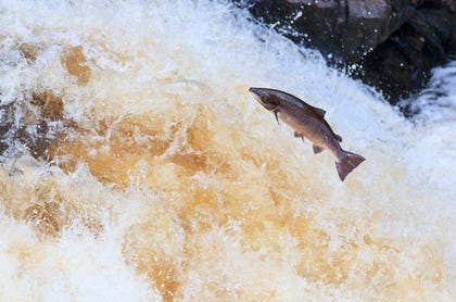 סלמון אטלנטי