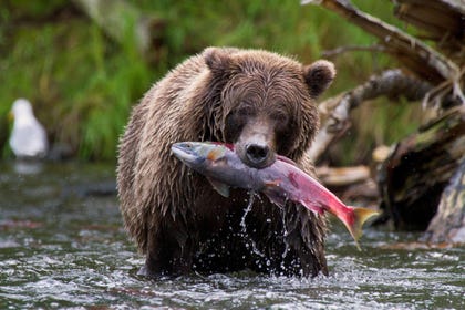 דב גריזלי תופס דג