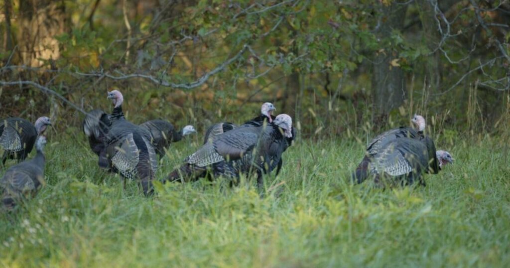 Illinois youth turkey hunters set new harvest record