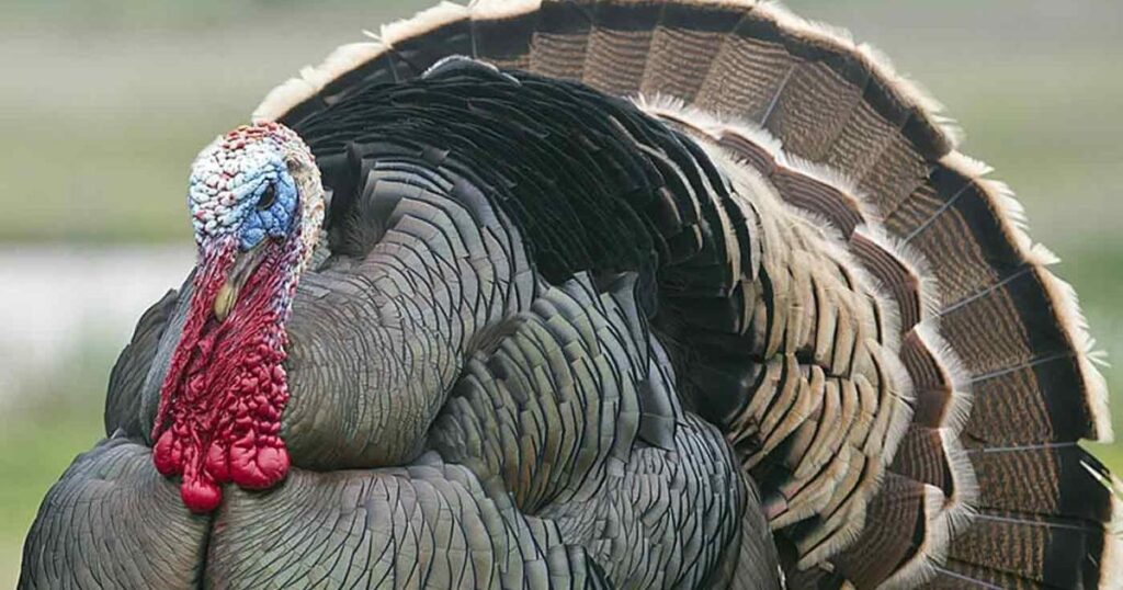 New hunting rules will change dove, turkey seasons in Matagorda County | News