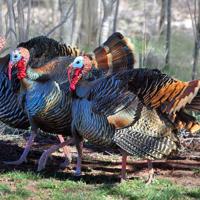 Wild turkey numbers make gains ccross the state | News