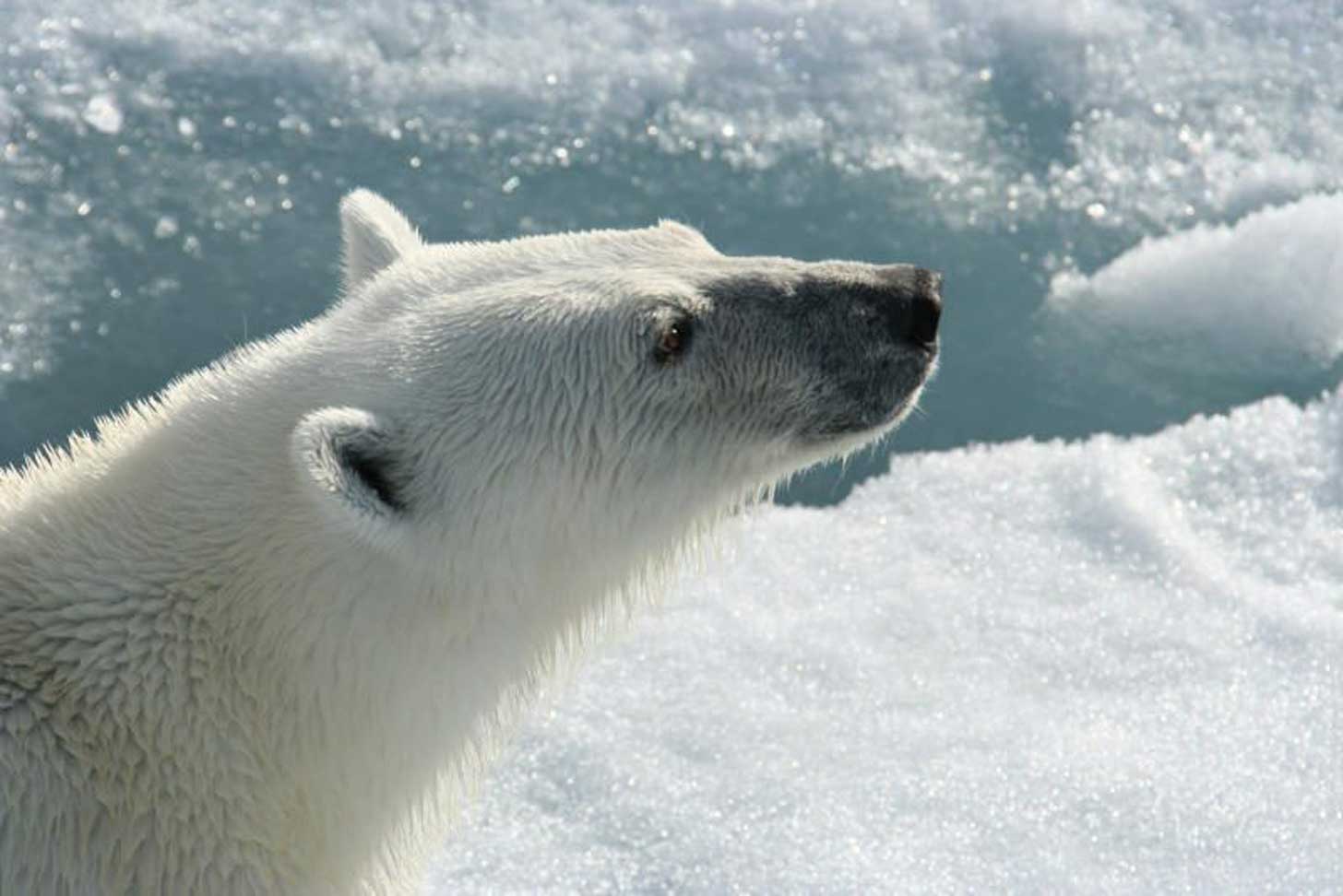 A close-up of a polar bear's face in Norway