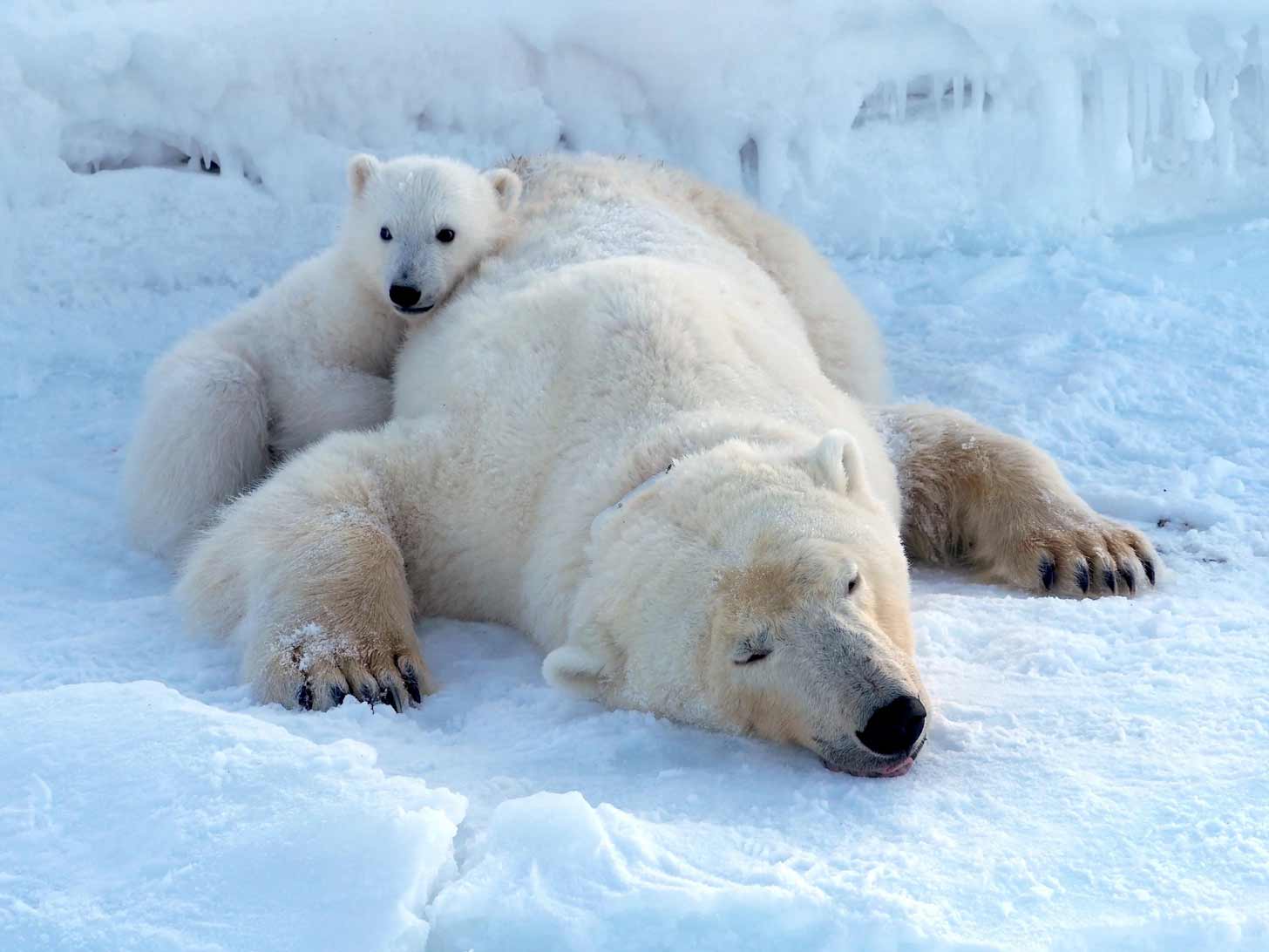 A baby polar bear snuggles up to its mother on a snow bank in Svalbard, Norway