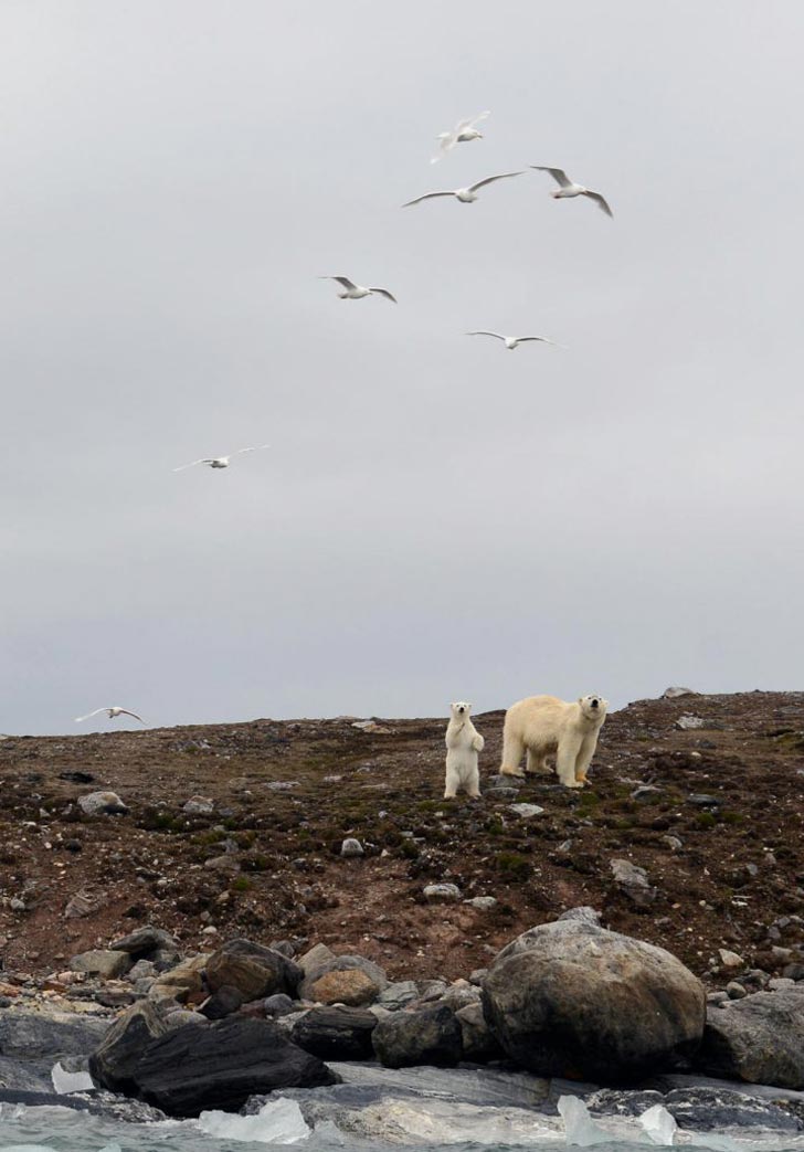 One polar bear stands on all fours, and another stands on its hind legs, reaching up to catch sea birds
