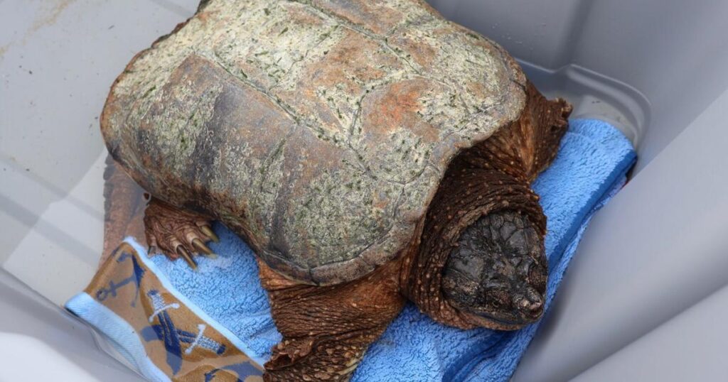 33-pound snapping turtle rescued from Grand Haven State Park | Environment