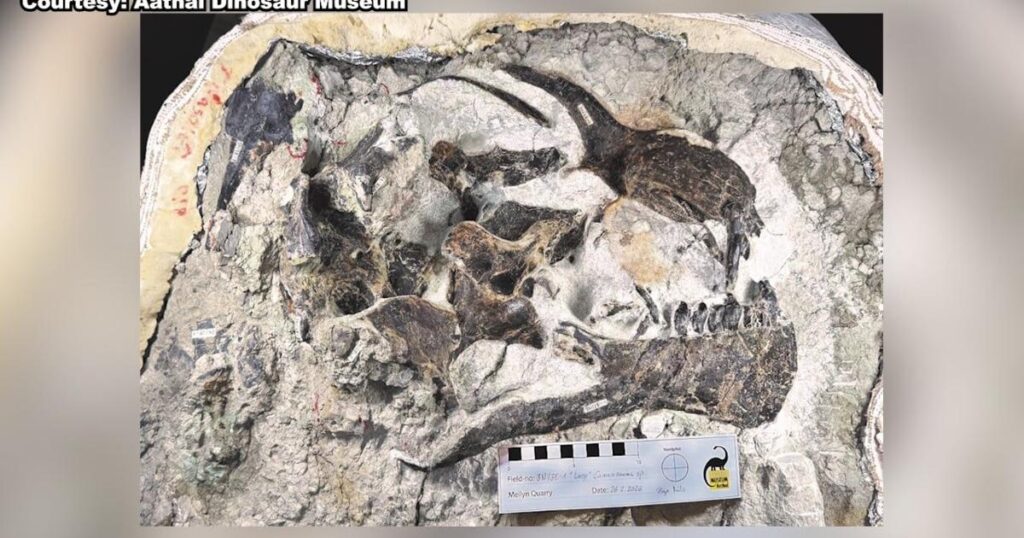 Swiss paleontology team discovers extremely rare fossil in Wyoming | News