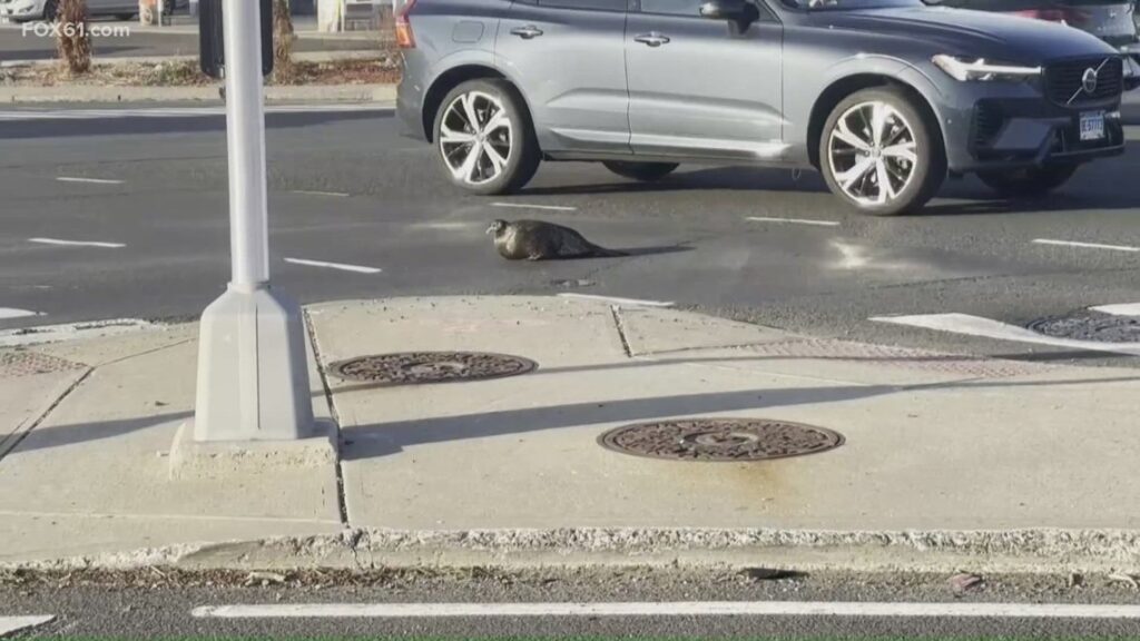 Drivers cautioned as wild turkey crosses busy West Hartford streets