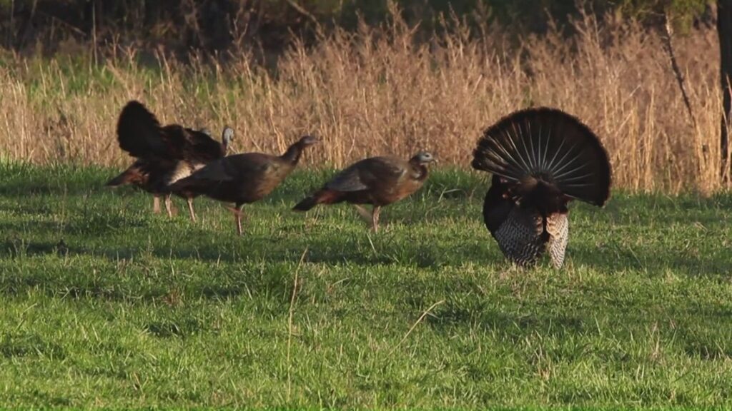 What to know for turkey season | Outdoor Report