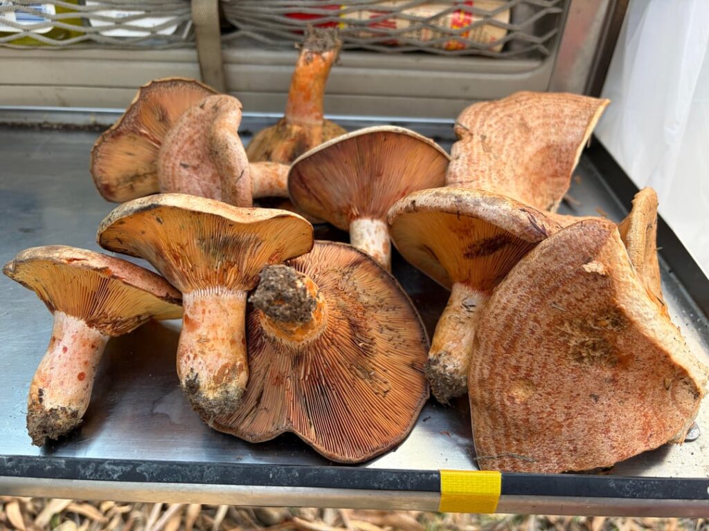 Pine mushrooms are in season