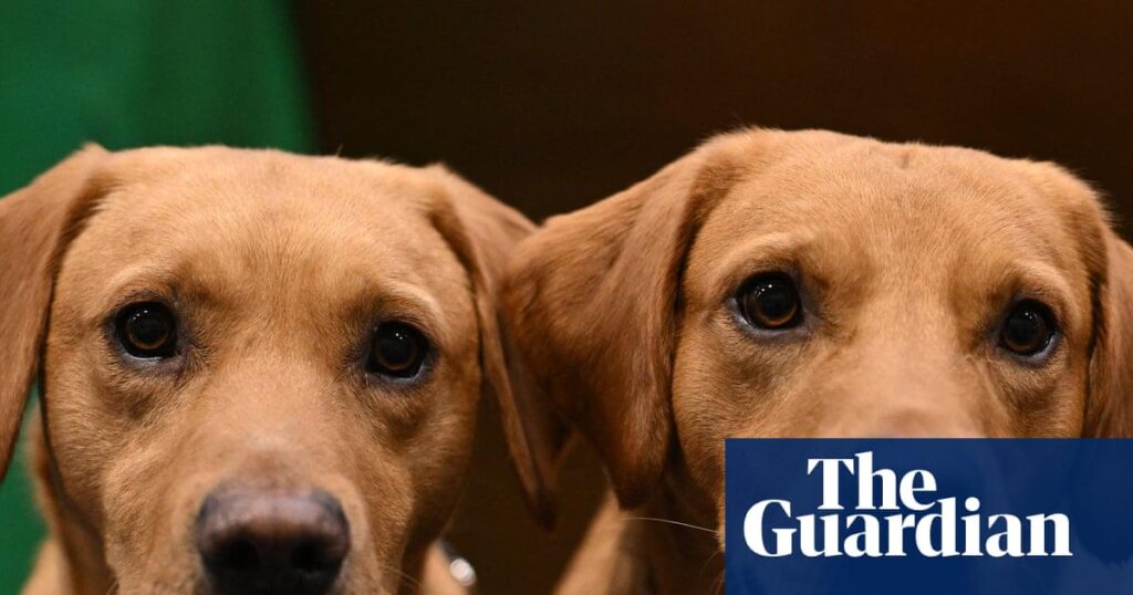 Research has found the earliest 'protodogs' actually had larger brains than their wolf relatives, probably a result of adapting to living alongside us, but by 5,000 years ago, that increase had reversed dramatically, and dogs' brains were now 46% smaller than wolves'.