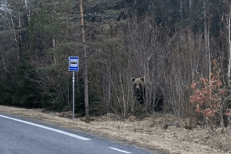 The bears are waking up in Estonia. Imagine this is your stop.