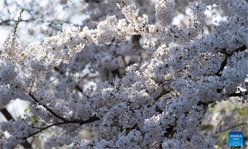 In pics: Cherry Blossom Festival in Berlin, Germany In pics: Cherry Blossom Festival in Berlin, Germany