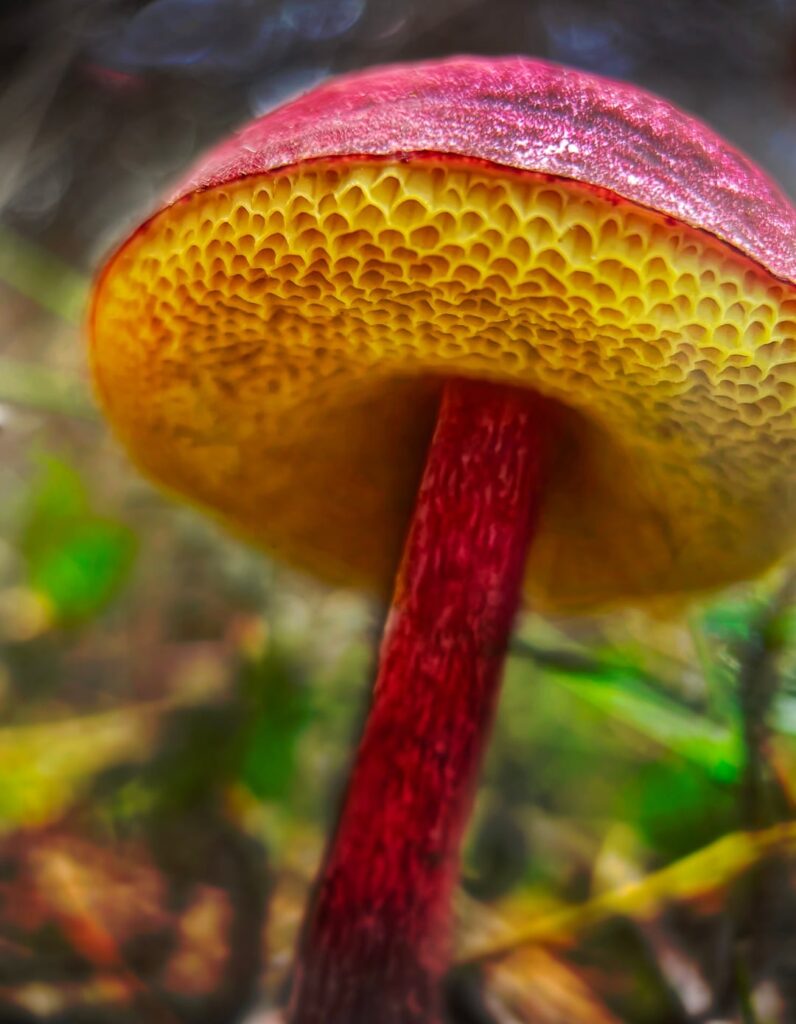 If you like mushrooms, Tasmania is the place to be in Autumn. These are from a recent hike along the Three Capes walk.
