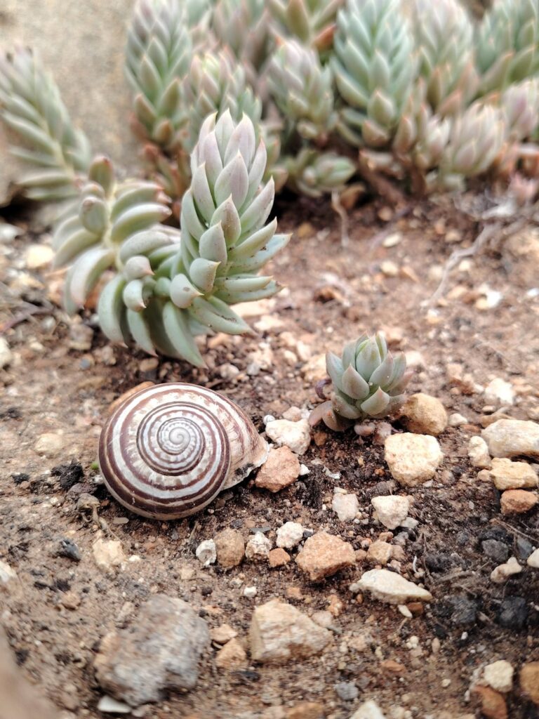 Couple nature closeup photos I took while visiting Malta