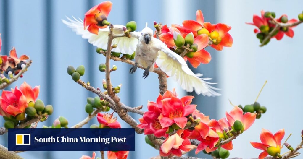 Some Hong Kong trees are behaving strangely and botanists want to know why