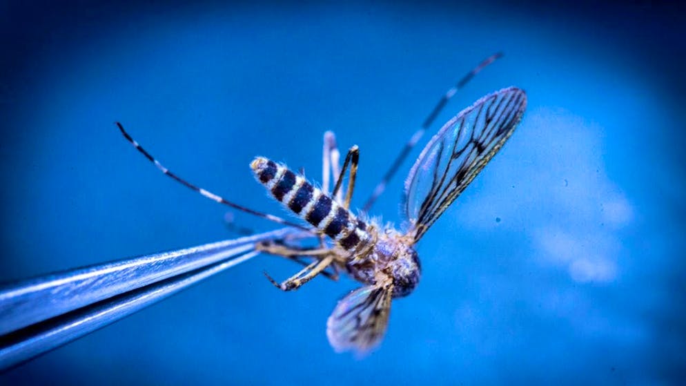 Many consider them to be a nuisance, but their role in ecology should not be underestimated: Mosquitoes.
