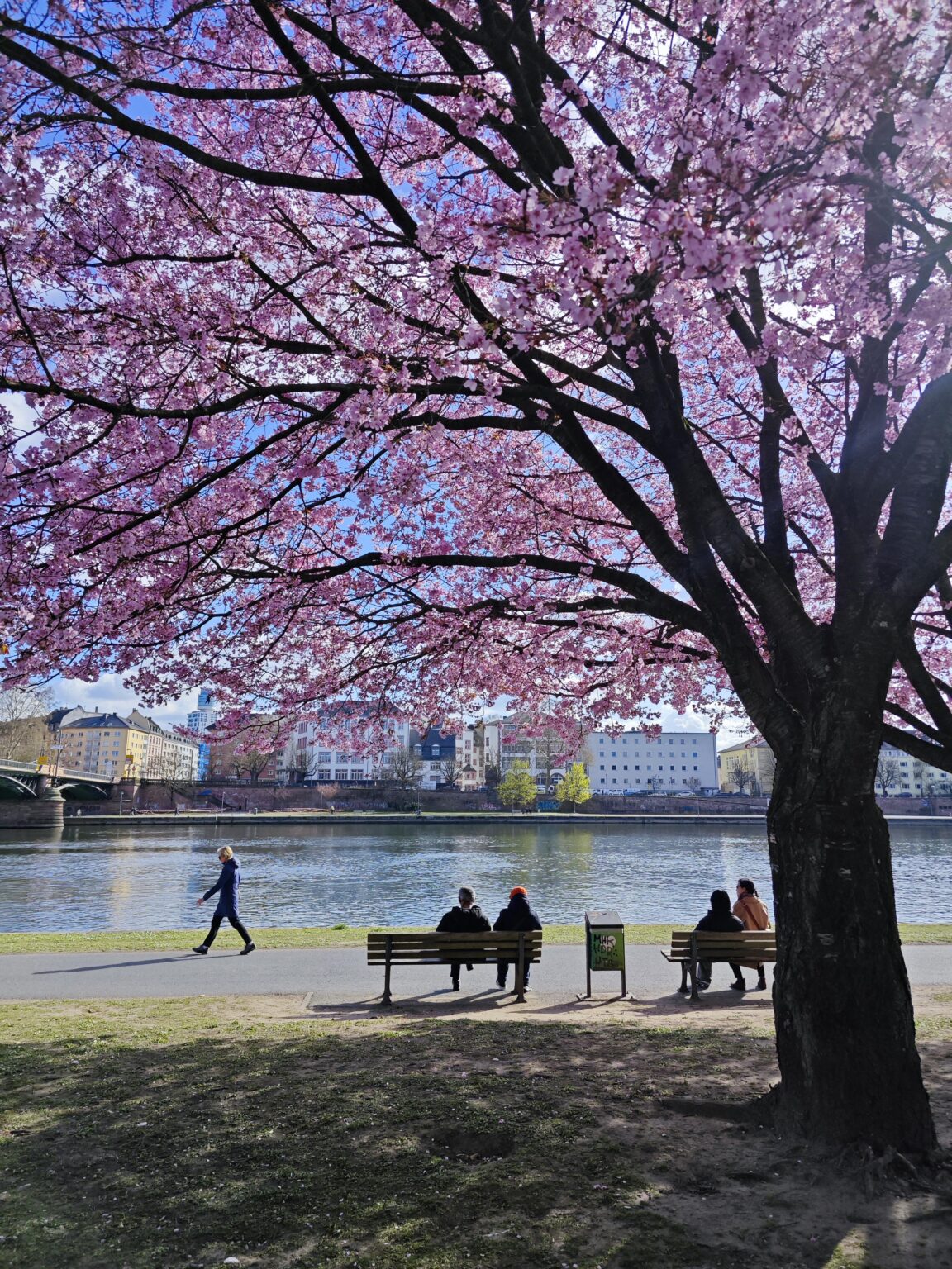 A spring view in Frankfurt