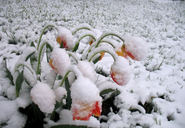 Hurry to go to nature: next week the weather in Latvia will change drastically! Hurry to go to nature: next week the weather in Latvia will change drastically!