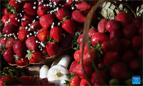 Malta holds annual strawberry festival in Mgarr