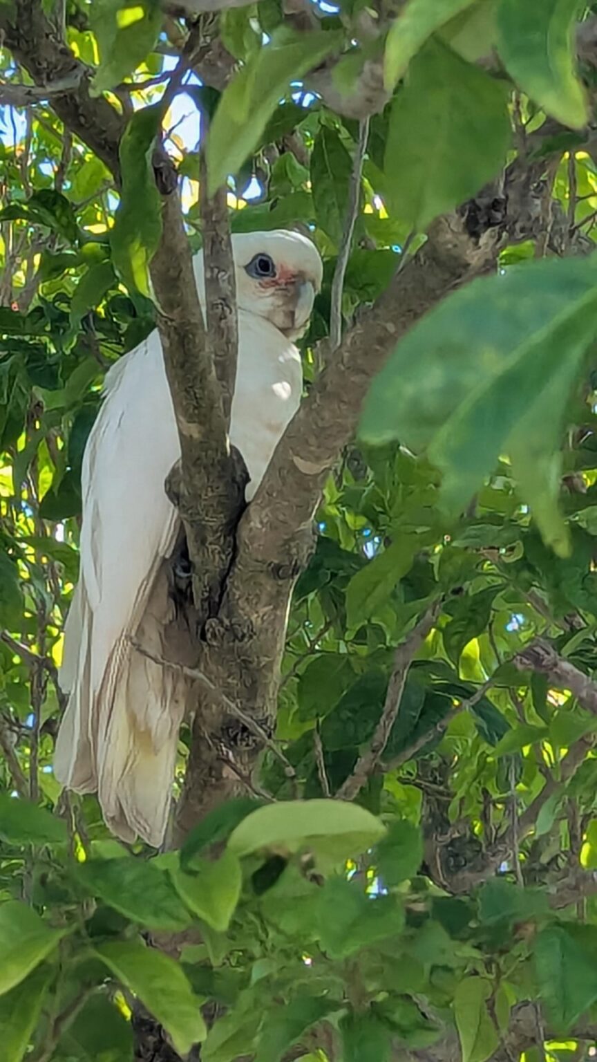 Lone Corella in Wynnum - is this your pet?