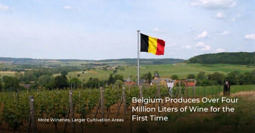 Belgium Produces Over Four Million Liters of Wine for the First Time Belgium Produces Over Four Million Liters of Wine for the First Time