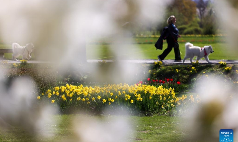 A woman visits a spring flower exhibition at the Volcji Potok Arboretum near Kamnik, Slovenia, April 3, 2026. (Photo by Zeljko Stevanic/Xinhua)