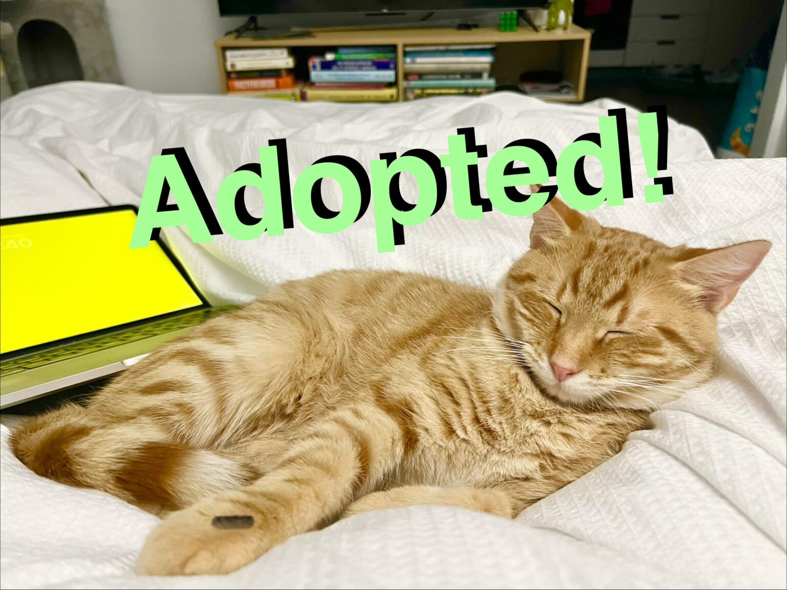 Thank you r/melbourne! Wedgie has been adopted by a kind redditor ❤️