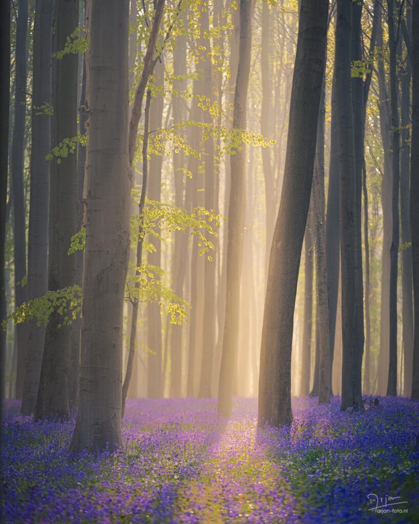 I think it's the most magical forest in spring!