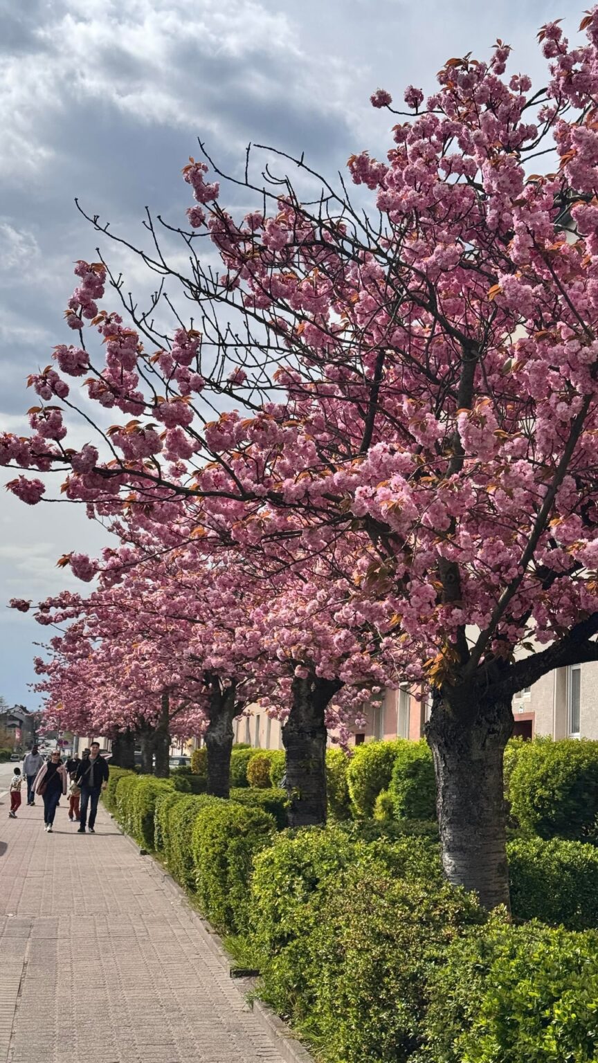 Kaiserslautern 🌸