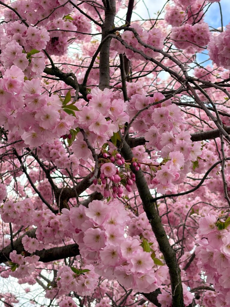Sakura 🌸 blossom in Berlin 🌿