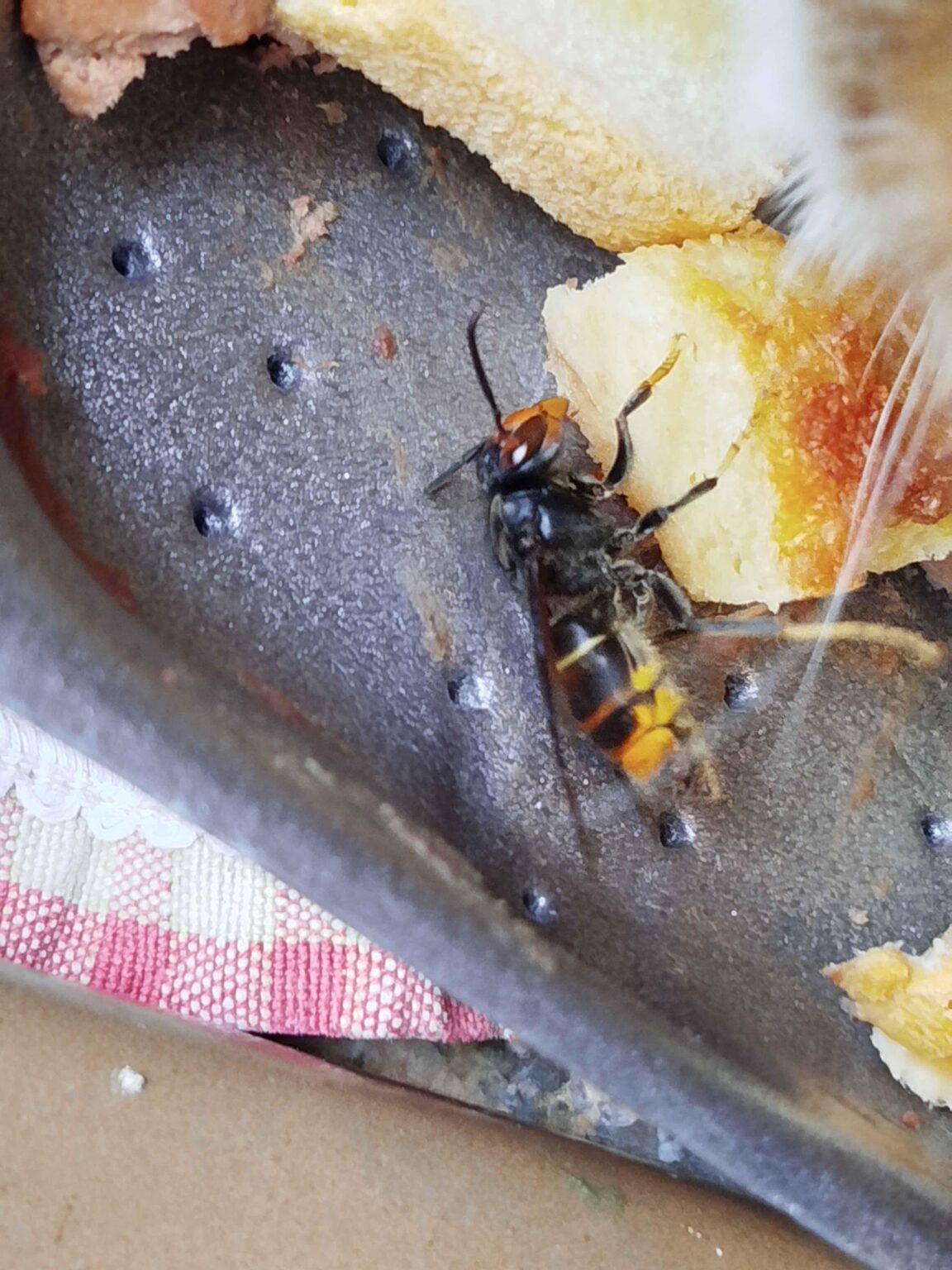Azian or European wasp?
