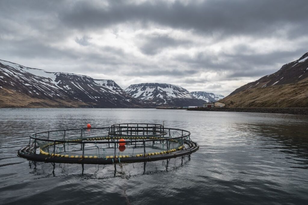 Fish Farmer – News – Iceland’s aquaculture export surge hits new heights Fish Farmer - News - Iceland’s aquaculture export surge hits new heights