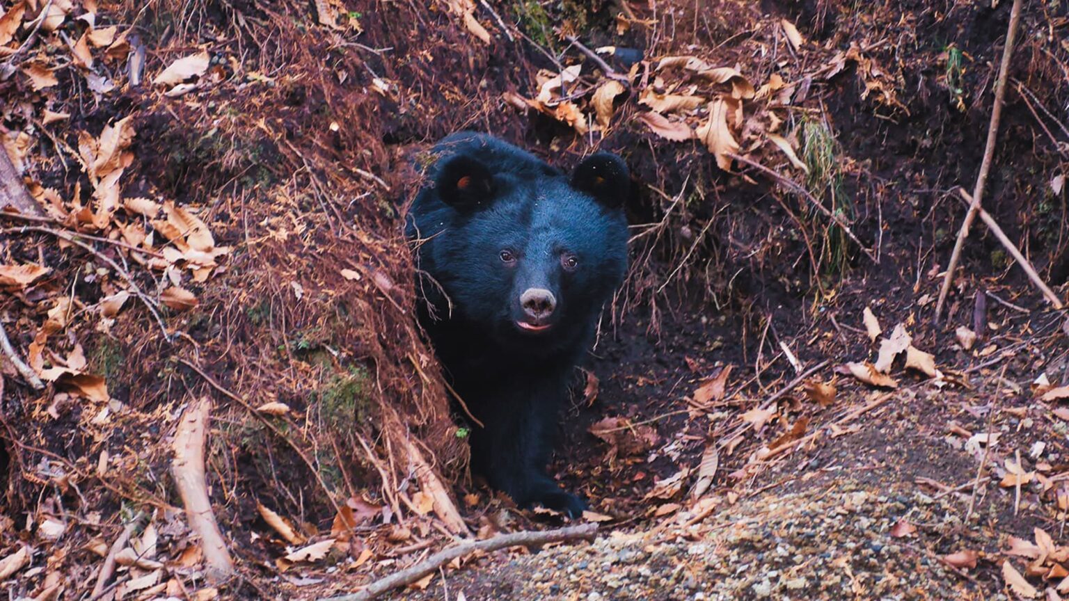 A Japanese moon bear peeks out from its den