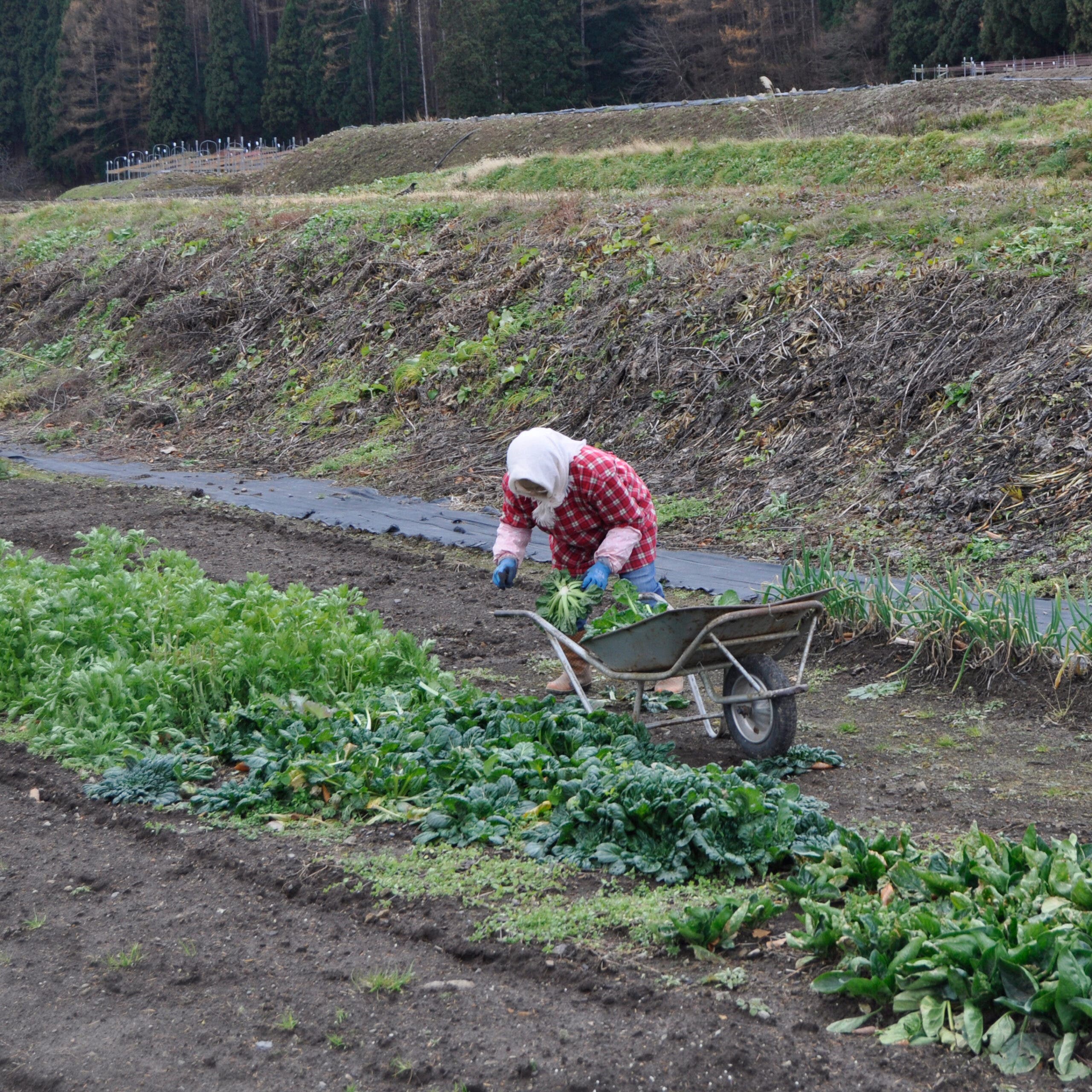 A Japanese person working