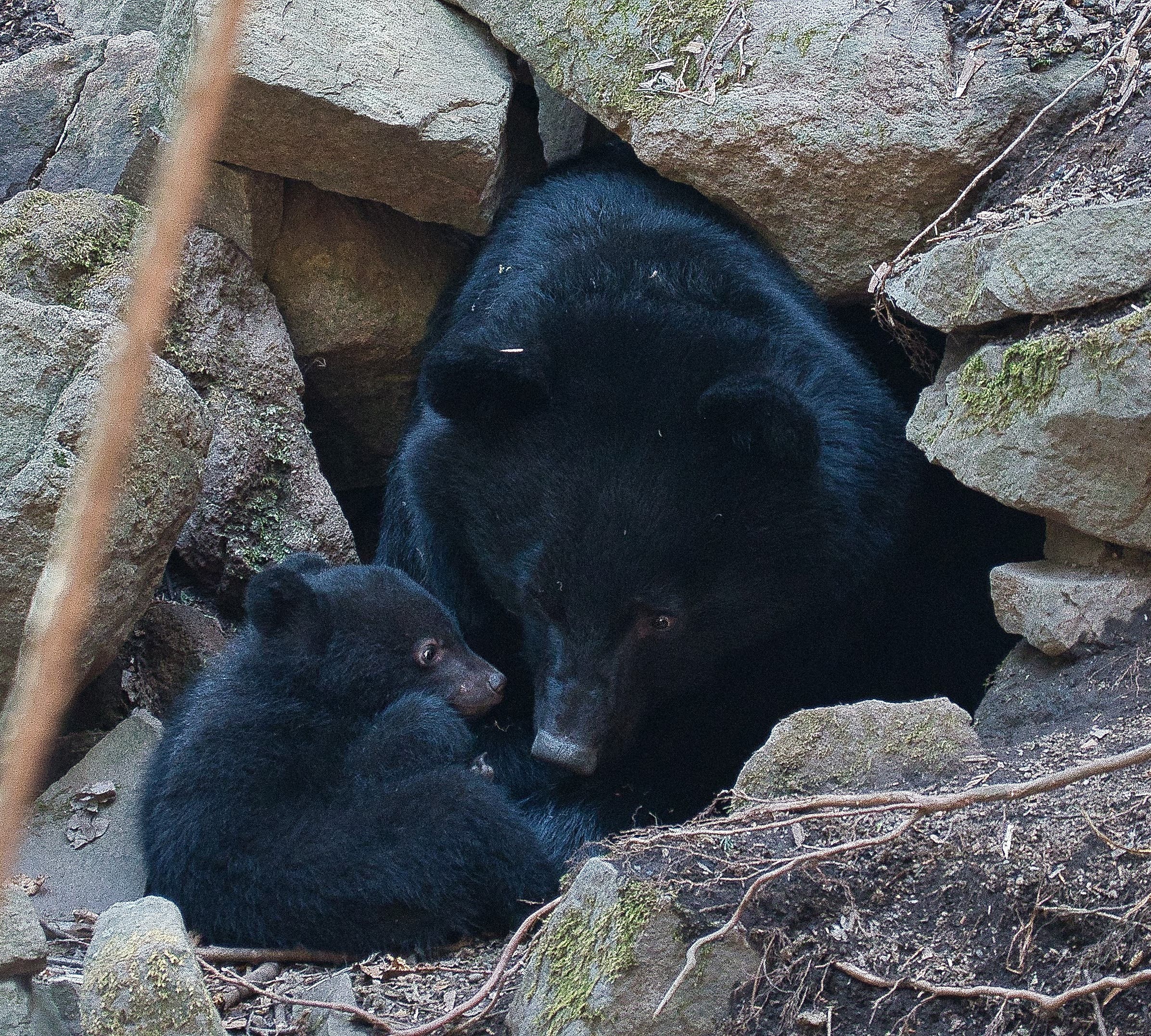 A mother moon bear and her cub in captivity