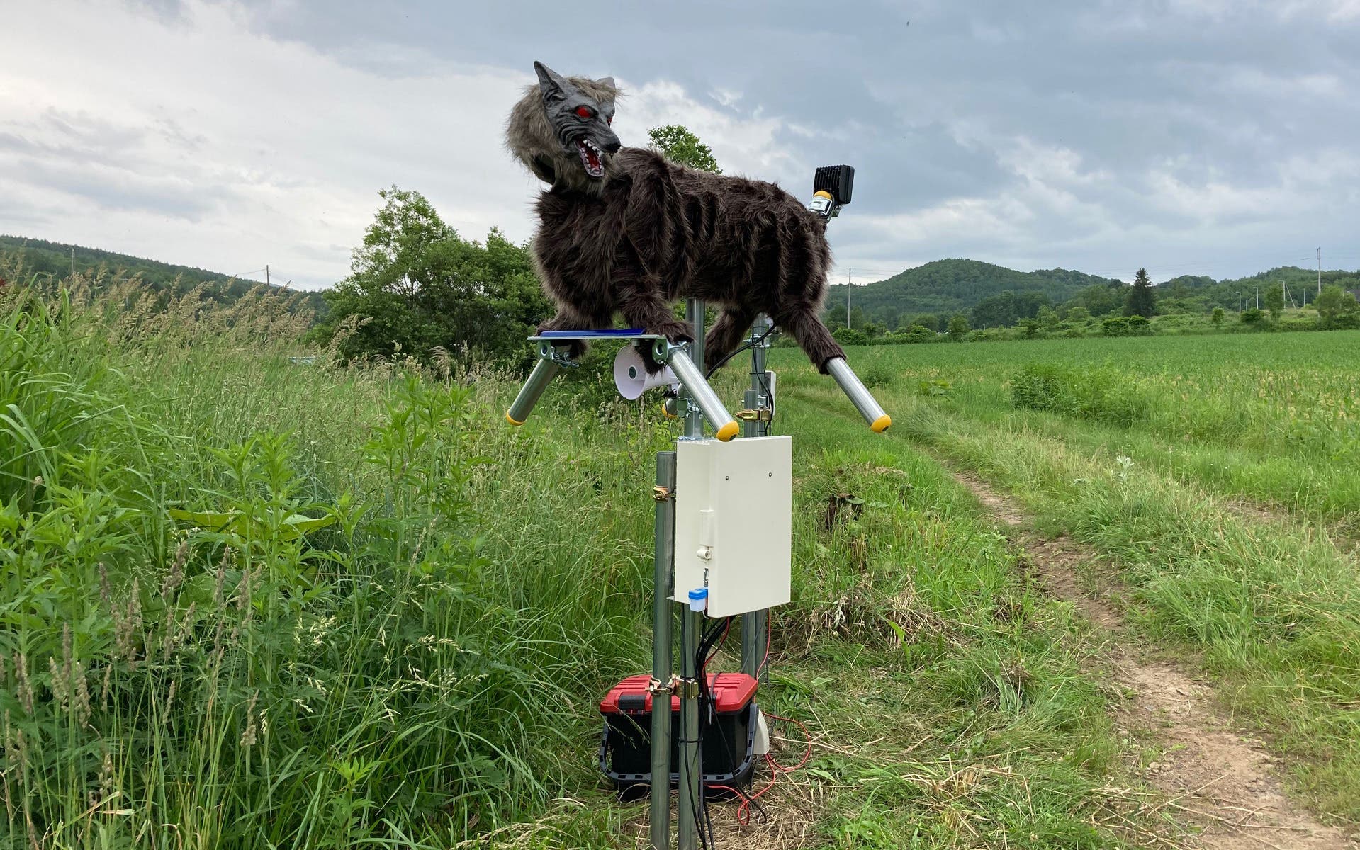 The animatronic wolf in rural Japan