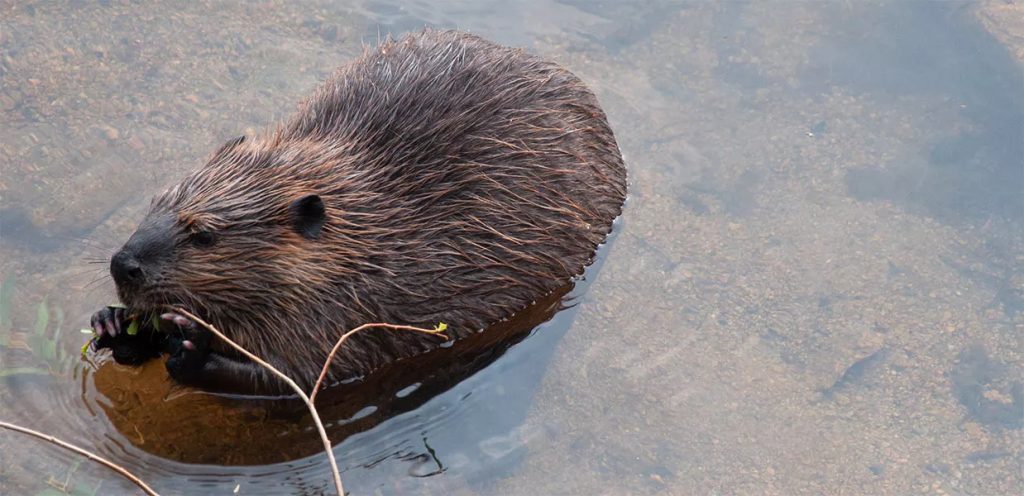 Environmental group plans to create beaver quarantine and relocation facility in Grand County