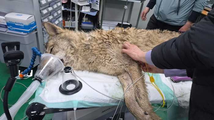 South Koreans breathe sighs of relief as escaped wolf is returned to zoo safely South Koreans breathe sighs of relief as escaped wolf is returned to zoo safely