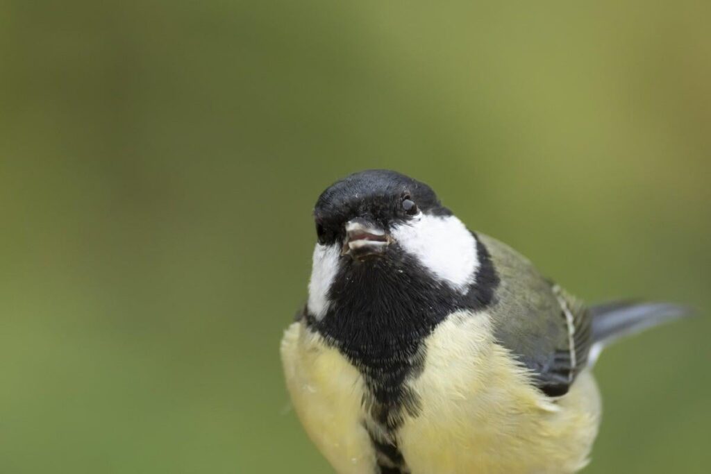 City birds appear to be more afraid of women than men, and scientists have no idea why. Men could get about a meter closer to birds than women could before the animals flew away, regardless of what the men and women were wearing, what their height was or how they tried to approach the creatures.