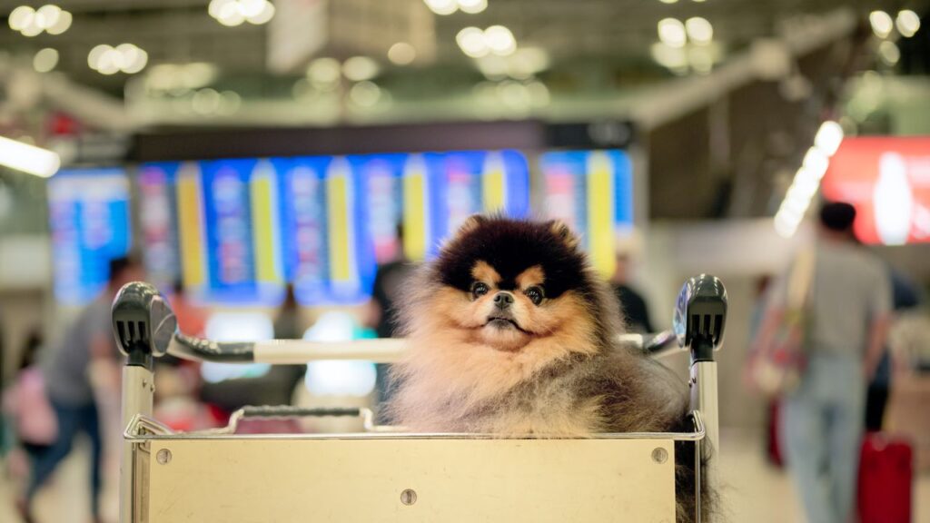 British pet owners warned as EU issues major update to travel rules