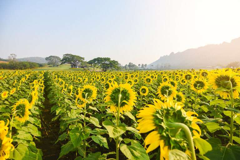 EU Commission forecasts a three-year high for sunflower seed  - Biofuels International Magazine